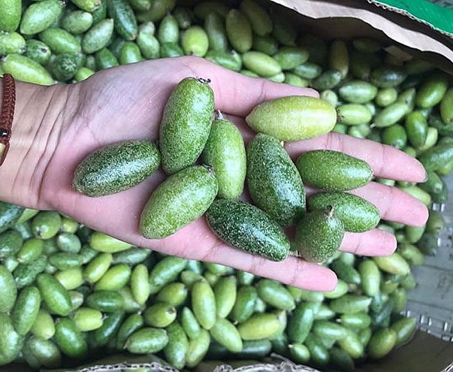 1 quả nhót bao nhiêu calo và ăn có béo không