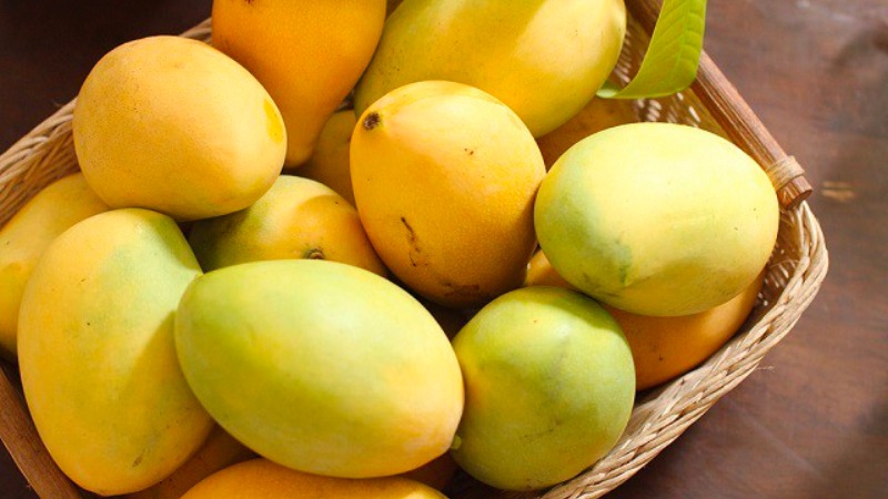 1 trái xoài cát hòa lộc bao nhiêu calo và ăn có béo không