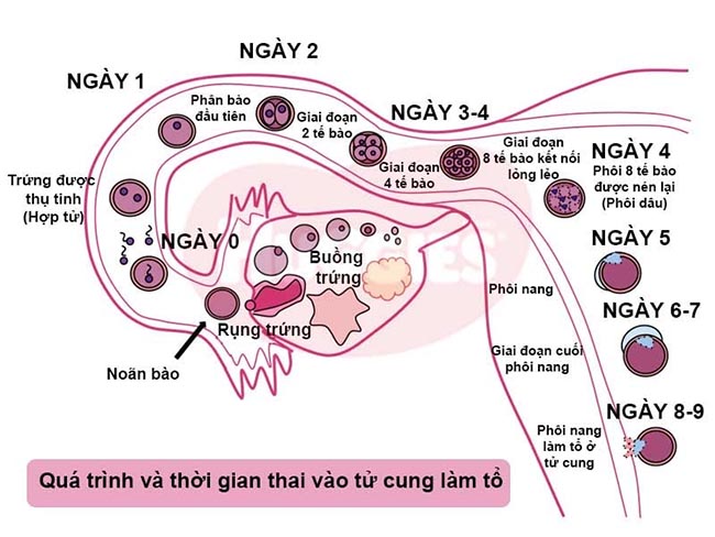 QUÁ TRÌNH THỤ THAI DIỄN RA NHƯ THẾ NÀO
